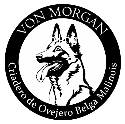 Von Morgan Malinois